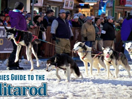 Newbies Guide to the Iditarod #alaska #iditarod #dogmushing