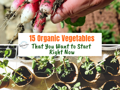 15 Organic Vegetables That You Want to Start Right Now #vegetablegardening #organicgardens #gardeningtips