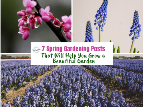 7 Spring Gardening Posts That Will Help You Grow a Beautiful Garden. Tips from a few gardening experts on how to create a garden, what to plant and when, plus how to do it without breaking the bank. #springgardening #gardentips