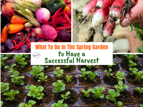 What To Do In The Spring Garden to Have a Successful Harvest #springgarden #gardentips
